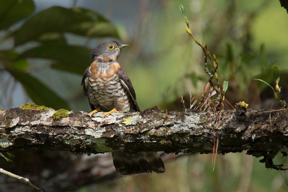 Dark Hawk-Cuckoo - ML233807641