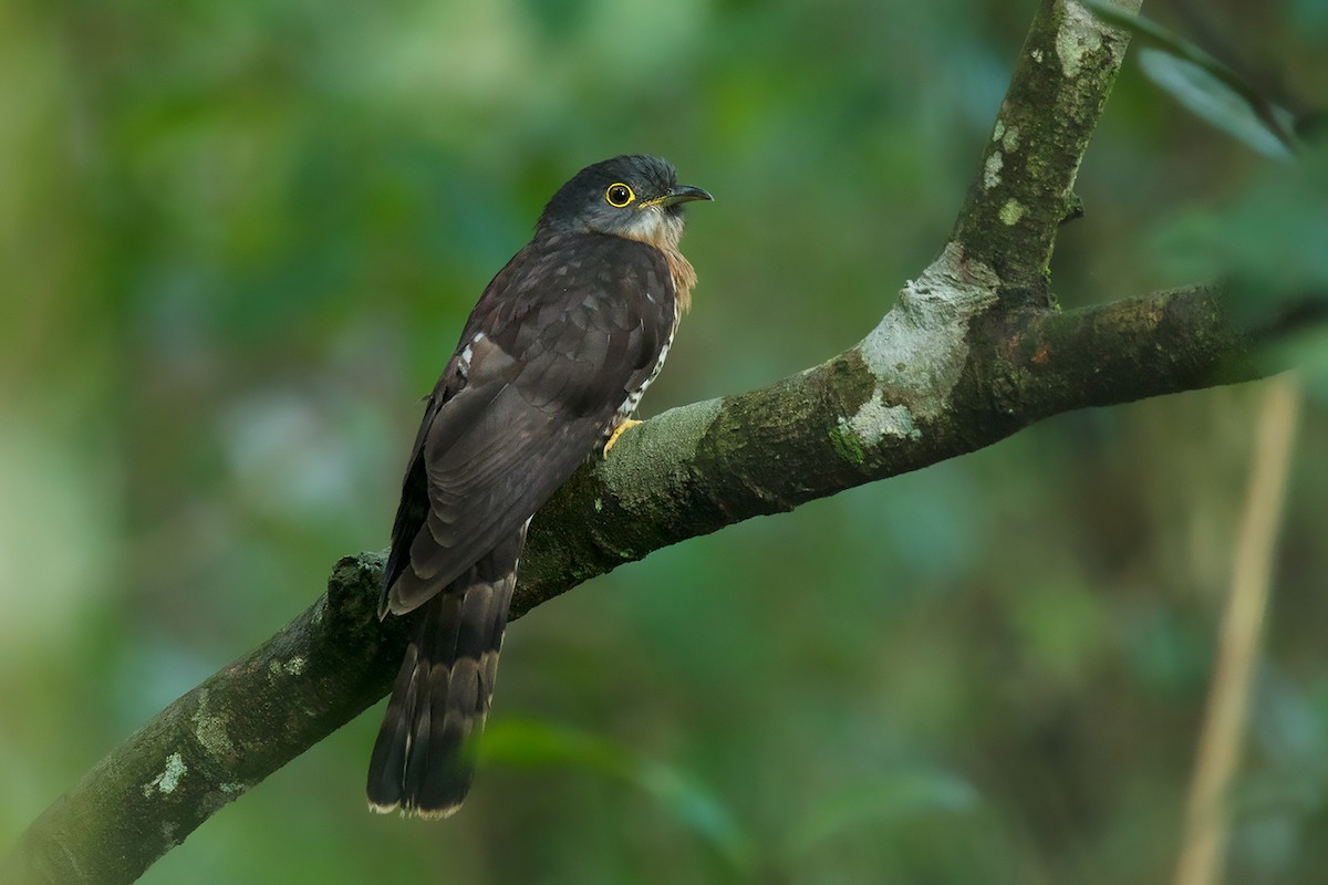 Dark Hawk-Cuckoo - Ayuwat Jearwattanakanok