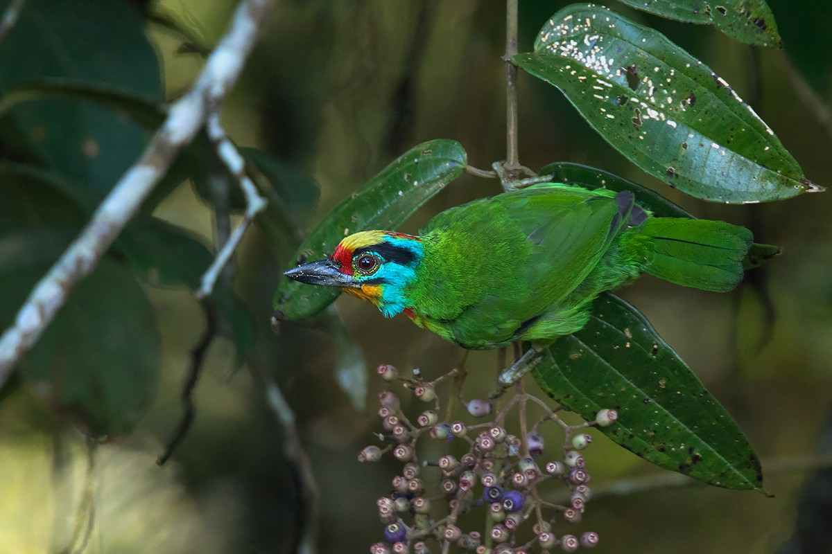 Black-browed Barbet - ML233807691