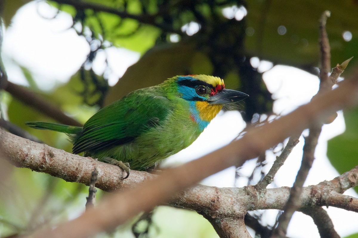 Black-browed Barbet - Ayuwat Jearwattanakanok