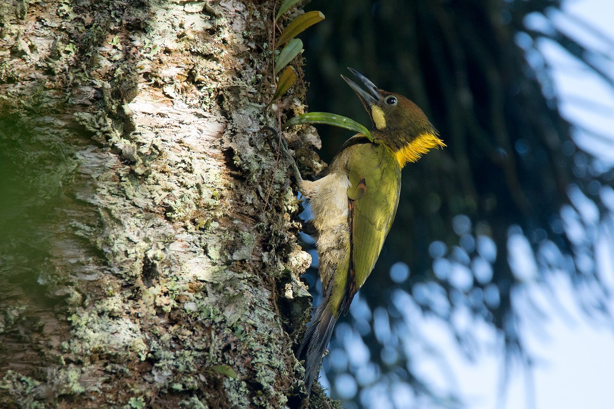 Greater Yellownape - ML233807831