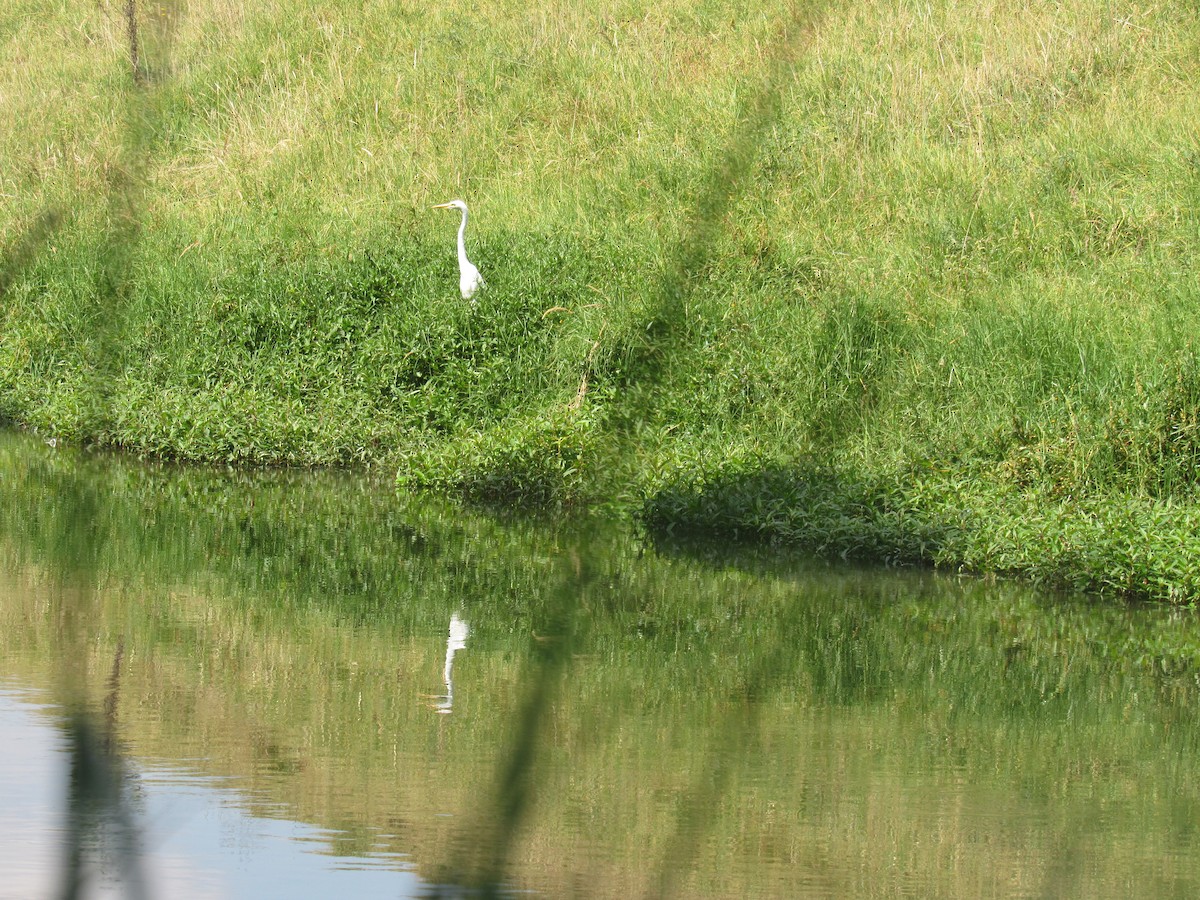 volavka bílá - ML233807851