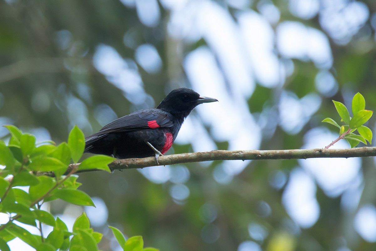 Black-and-crimson Oriole - ML233807931