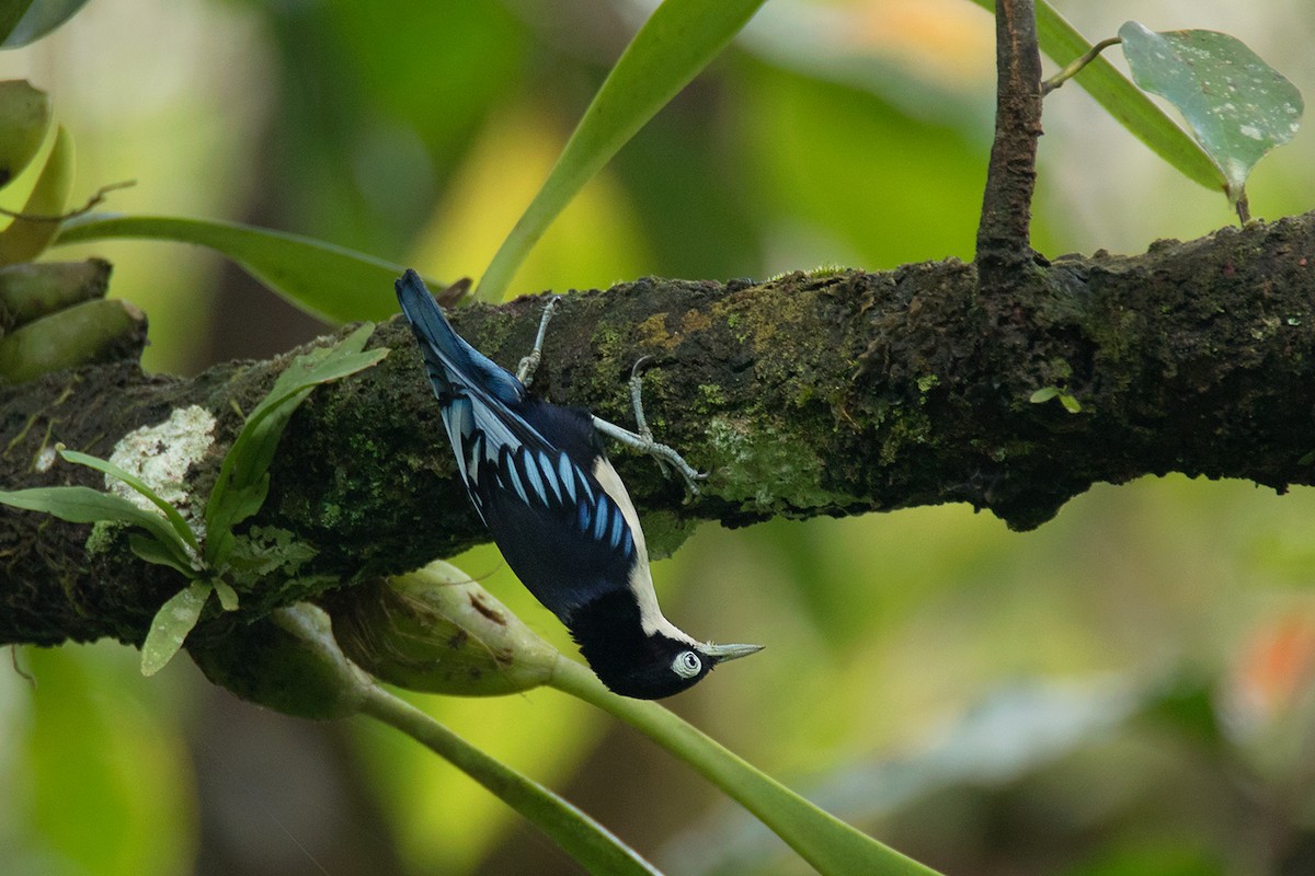 Blue Nuthatch - ML233808071