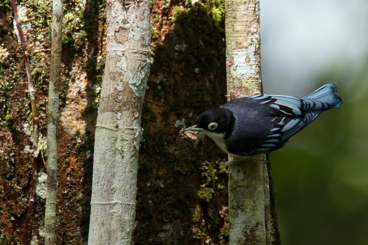 Blue Nuthatch - ML233808081