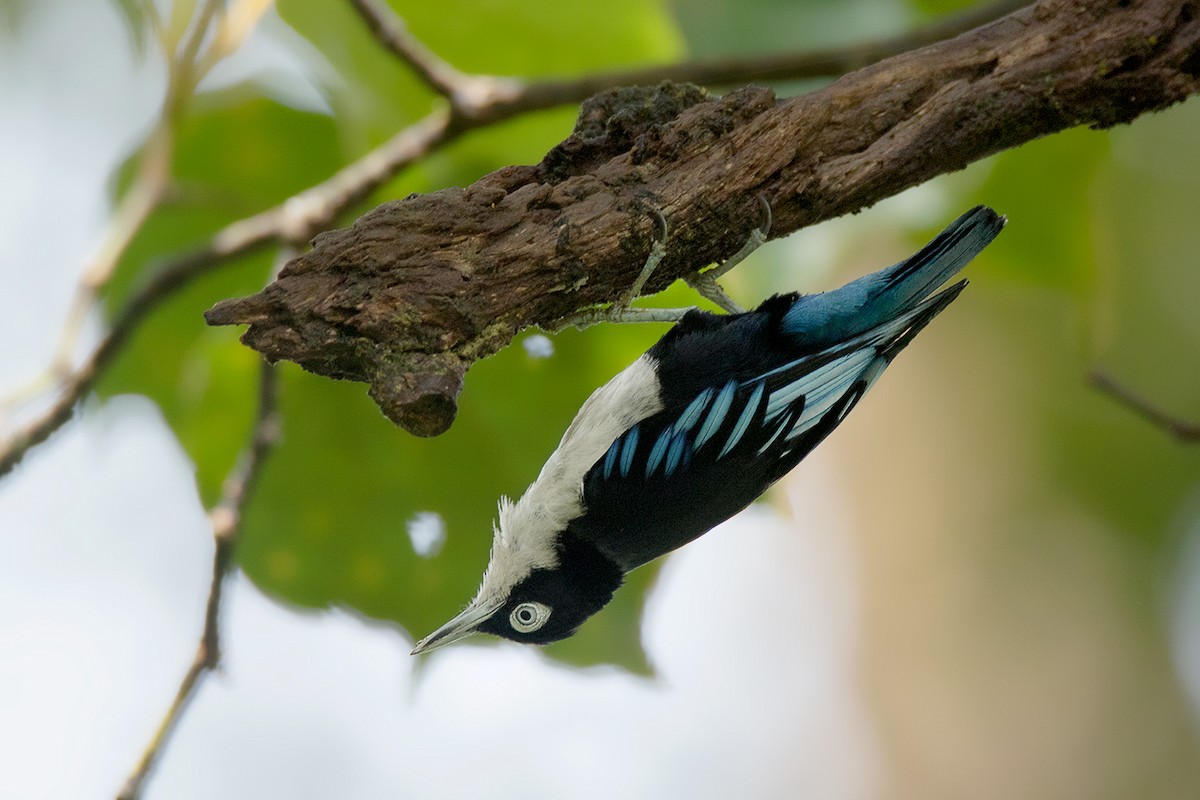 Blue Nuthatch - ML233808091