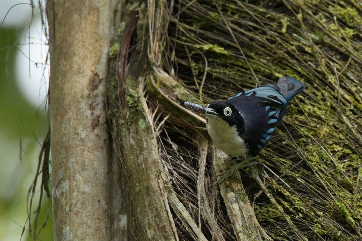 Blue Nuthatch - ML233808101