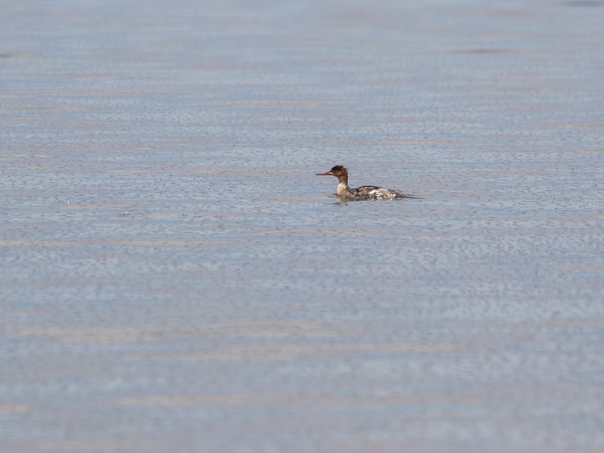 Red-breasted Merganser - Bruce Aird