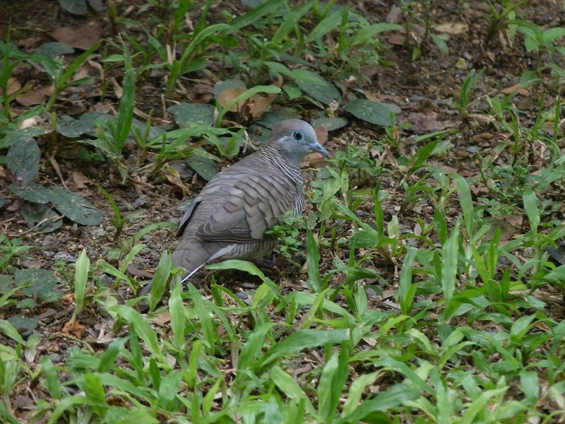 Zebra Dove - ML233809121