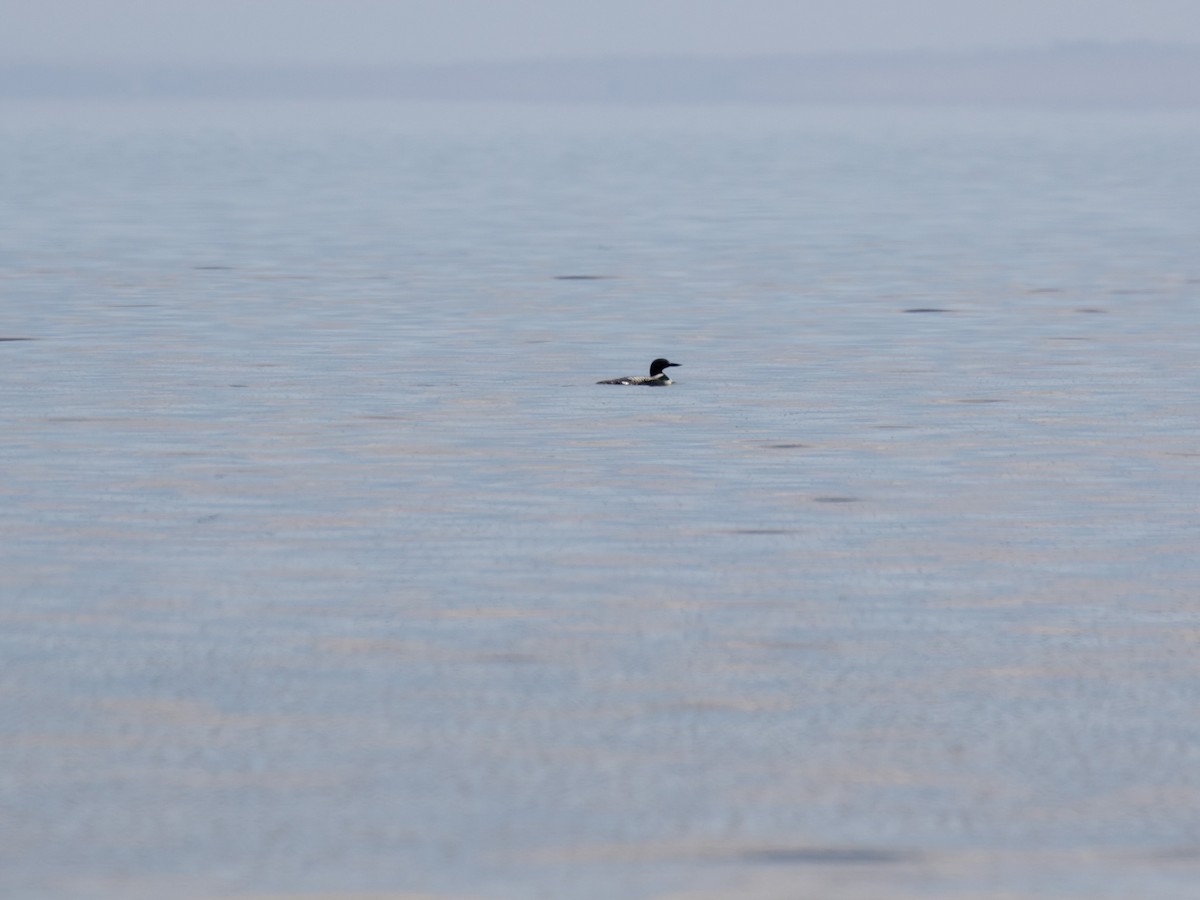 Common Loon - Bruce Aird