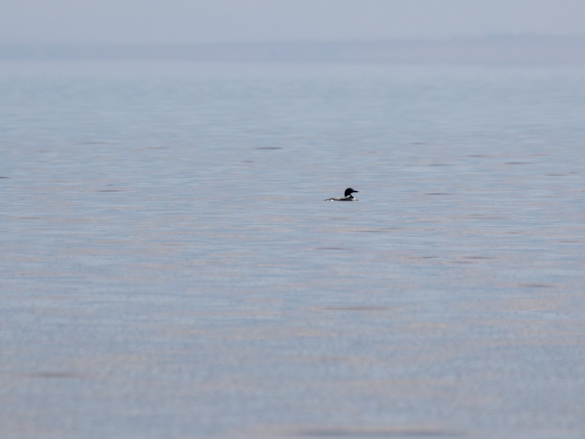 Common Loon - ML233809161