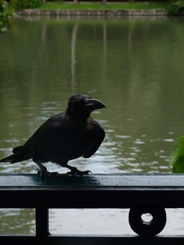 Large-billed Crow (Eastern) - ML233809311