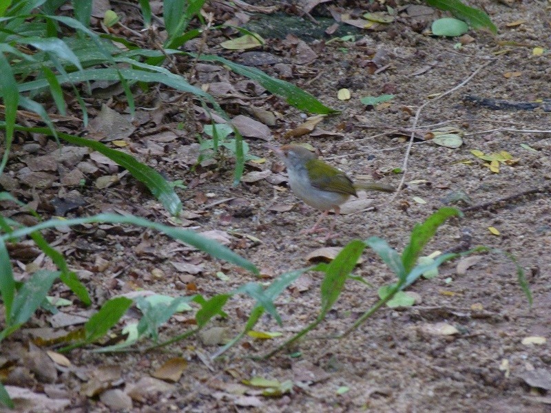 Common Tailorbird - ML233809321