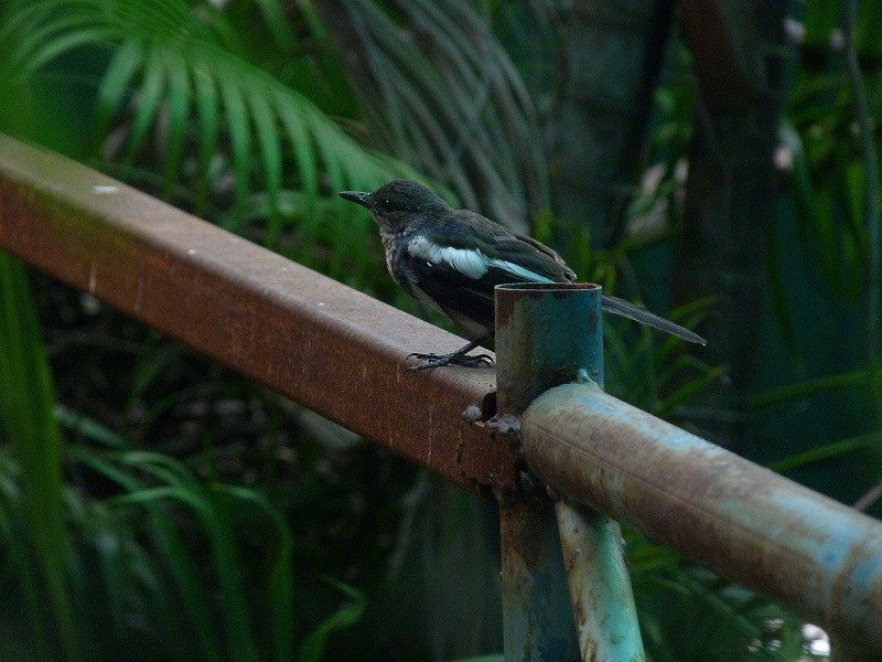 Oriental Magpie-Robin (Oriental) - ML233809371