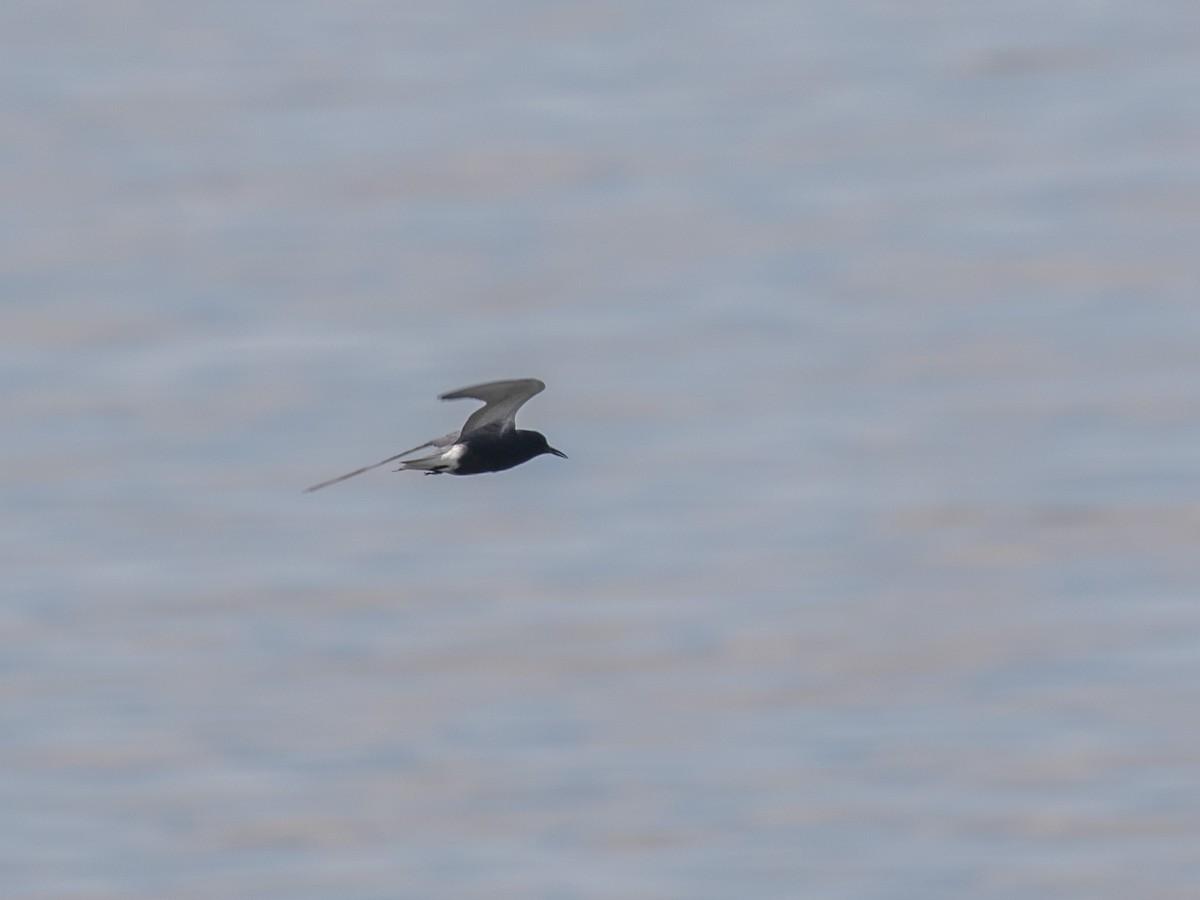 Black Tern - ML233809521