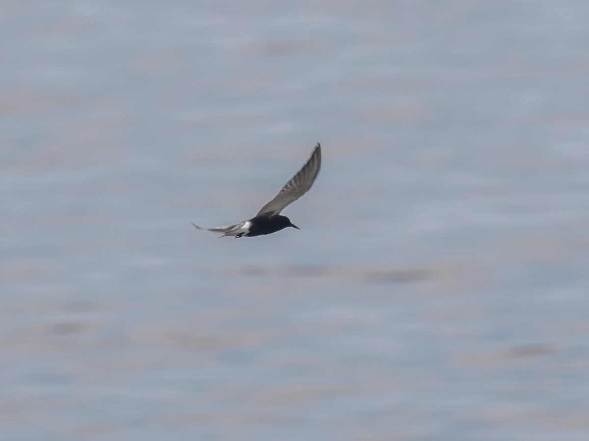 Black Tern - Bruce Aird