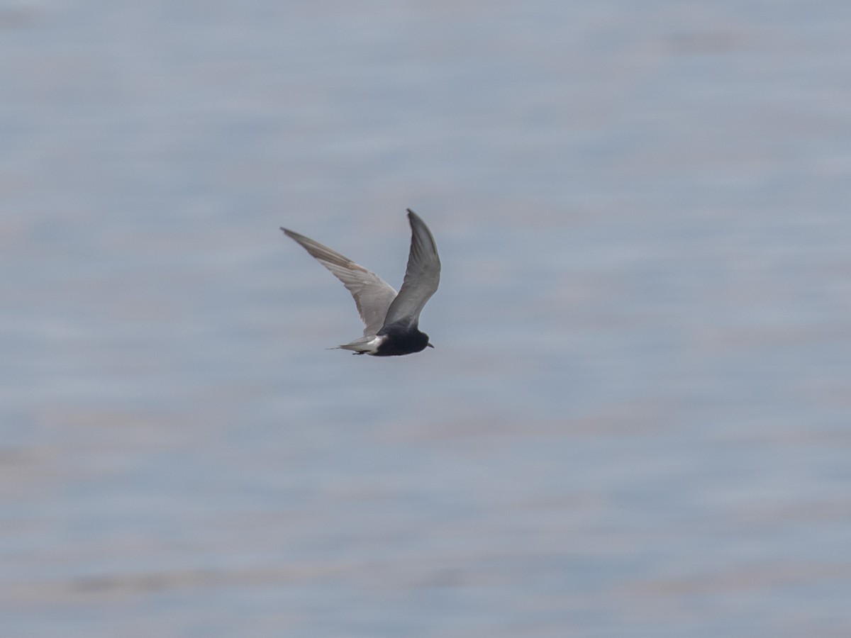 Black Tern - Bruce Aird