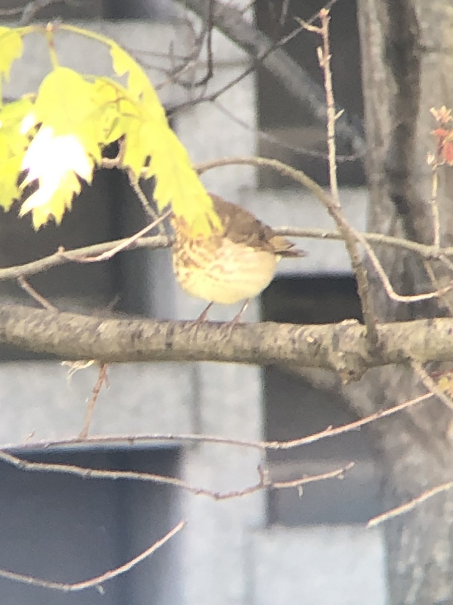 Swainson's Thrush - ML233810851