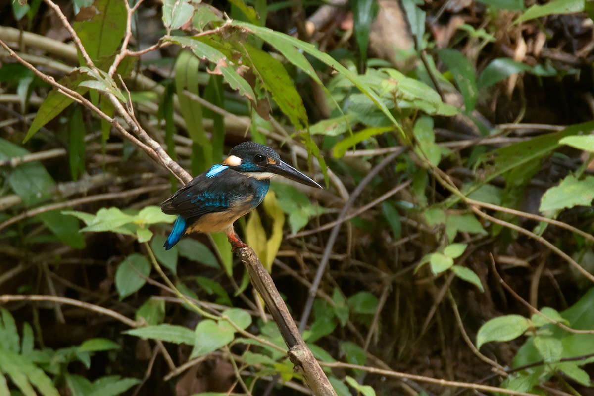 Malaysian Blue-banded Kingfisher - ML233812631