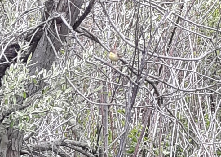 Common Yellowthroat - ML233812851