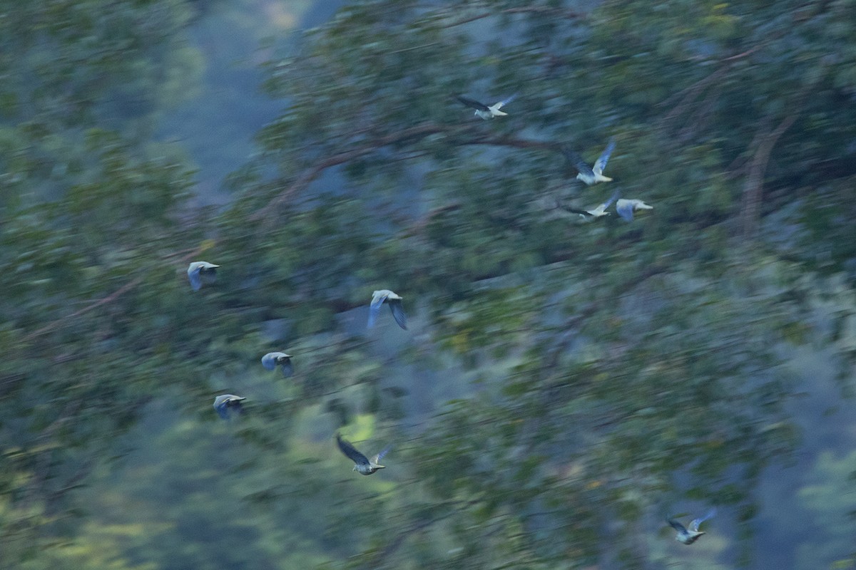 Large Green-Pigeon - ML233813531