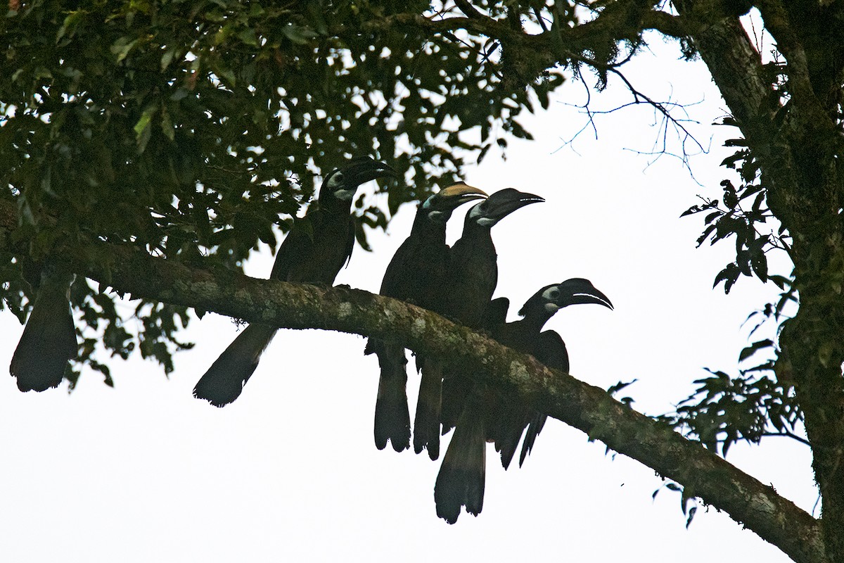 Bushy-crested Hornbill - ML233813801