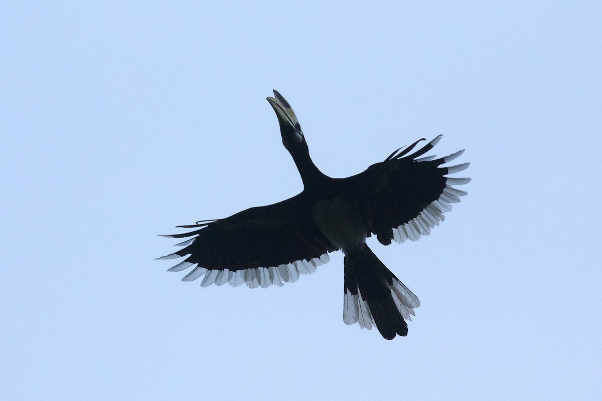 Oriental Pied-Hornbill - Ayuwat Jearwattanakanok