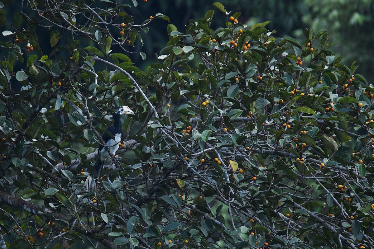 Oriental Pied-Hornbill - ML233813971