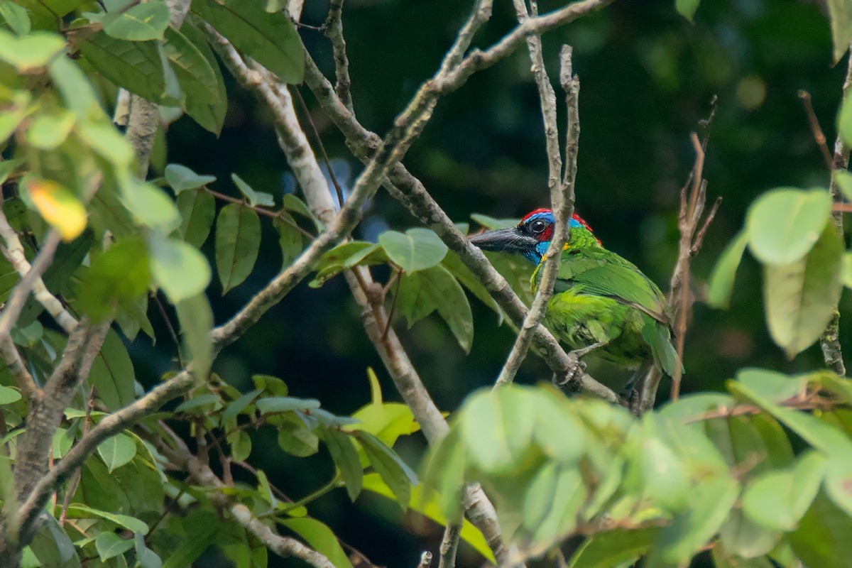 Red-crowned Barbet - ML233814001