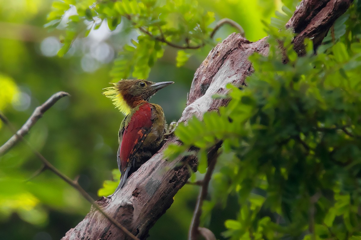 Checker-throated Woodpecker - ML233814091