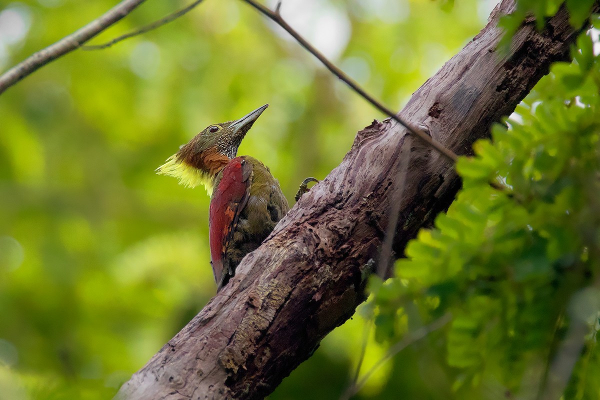 Checker-throated Woodpecker - ML233814111