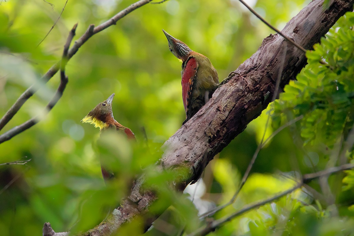 Checker-throated Woodpecker - ML233814131