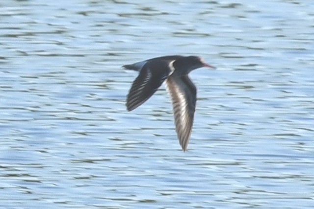 Spotted Sandpiper - ML233815921