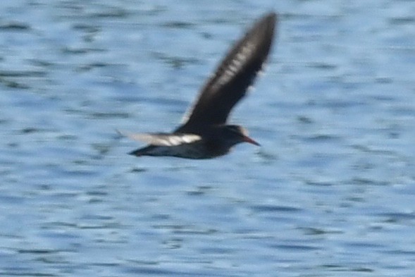 Spotted Sandpiper - ML233815931