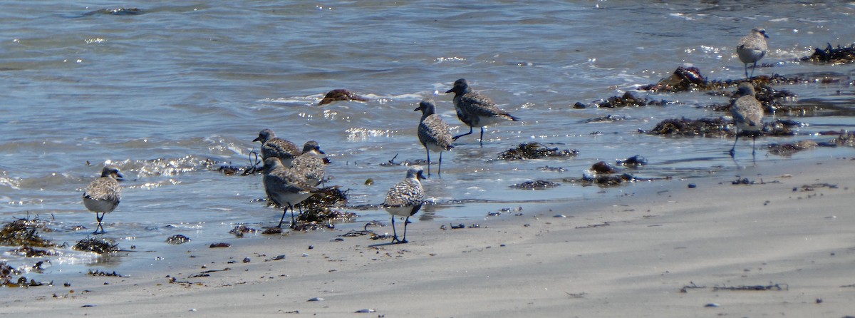 Black-bellied Plover - ML233816201