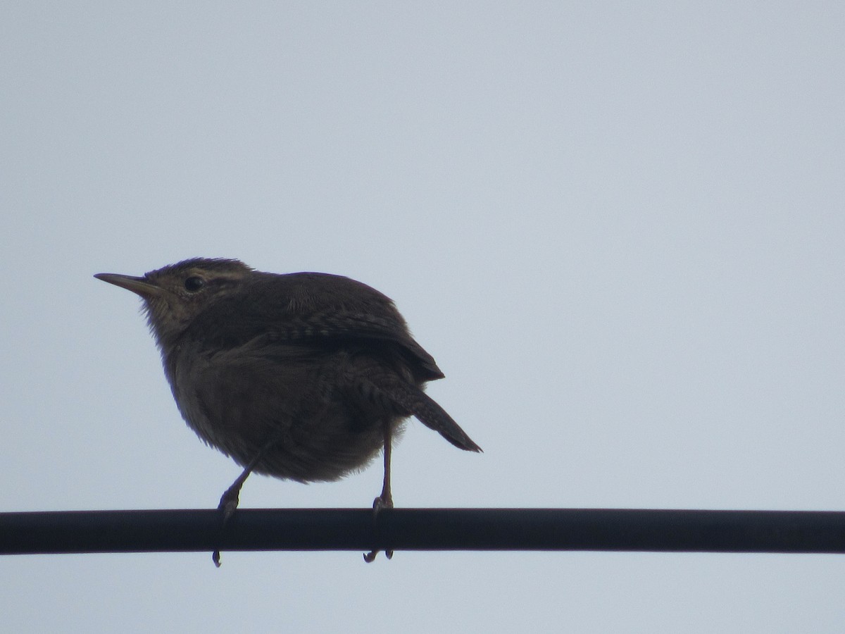 střízlík jižní - ML233817851