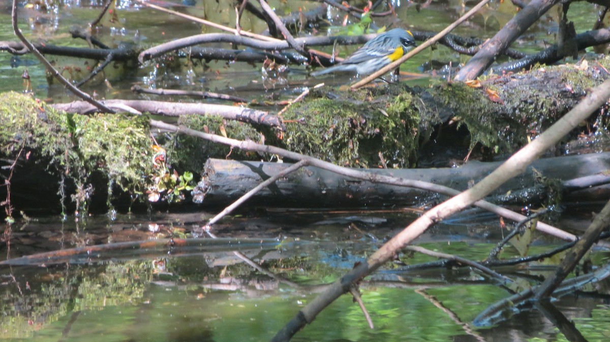 Yellow-rumped Warbler - ML233818271