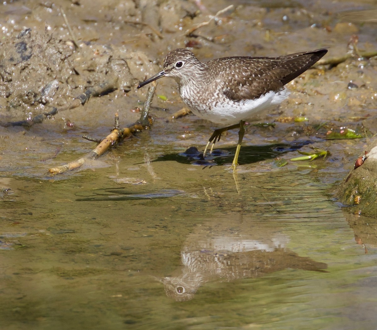 Solitary Sandpiper - ML233818711