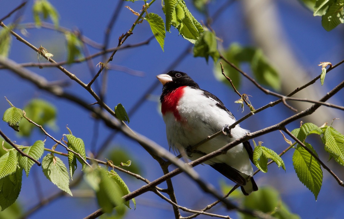 Rose-breasted Grosbeak - ML233818831