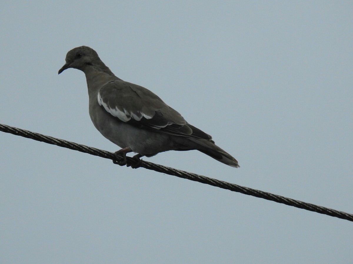 White-winged Dove - ML233819191