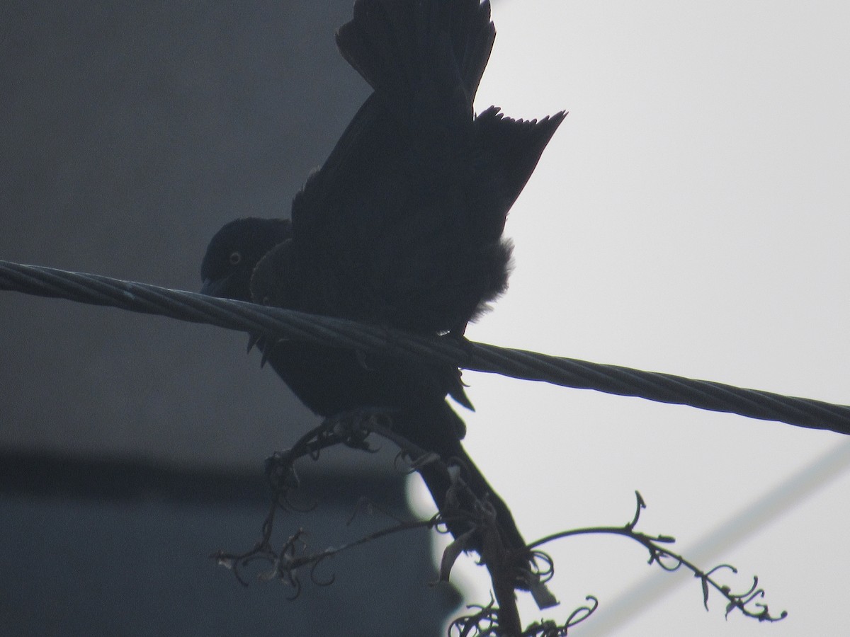 Carib Grackle - ML233819651