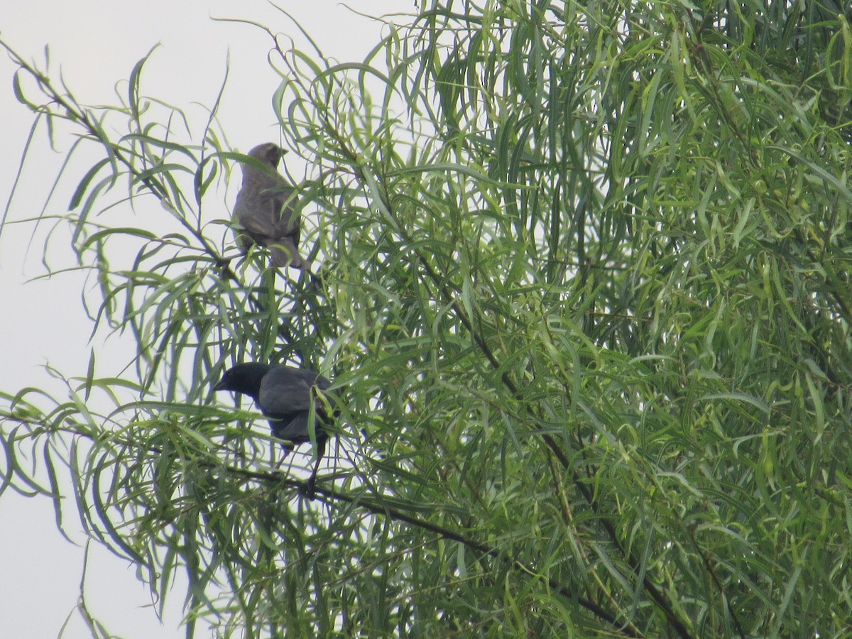 Shiny Cowbird - ML233820151