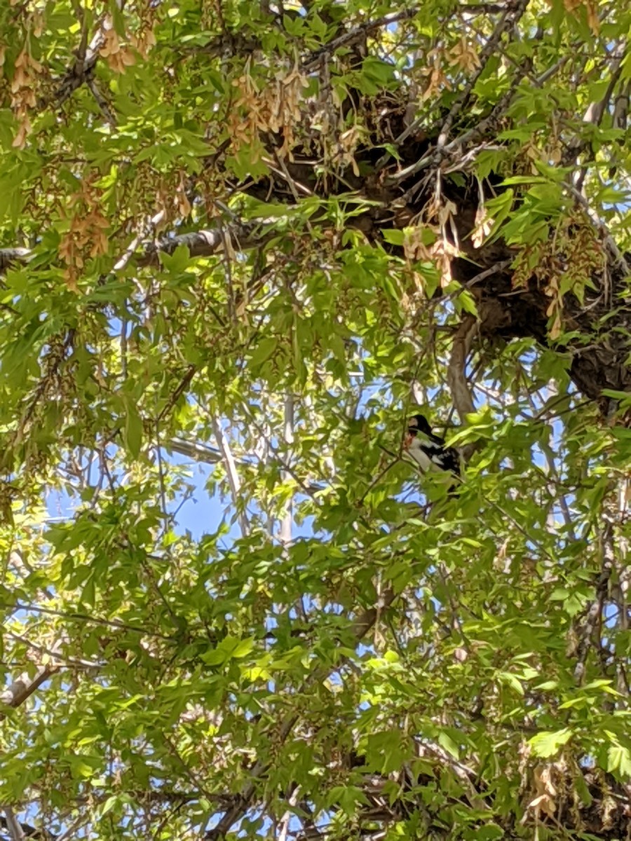 Rose-breasted Grosbeak - ML233822311