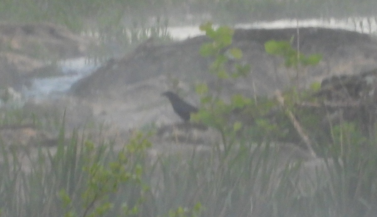 Common Raven - ML233823821