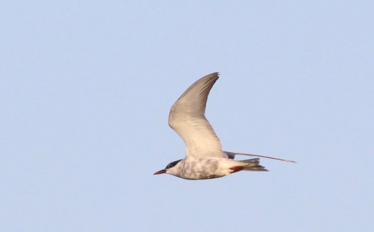 Whiskered Tern - Nelson Fonseca