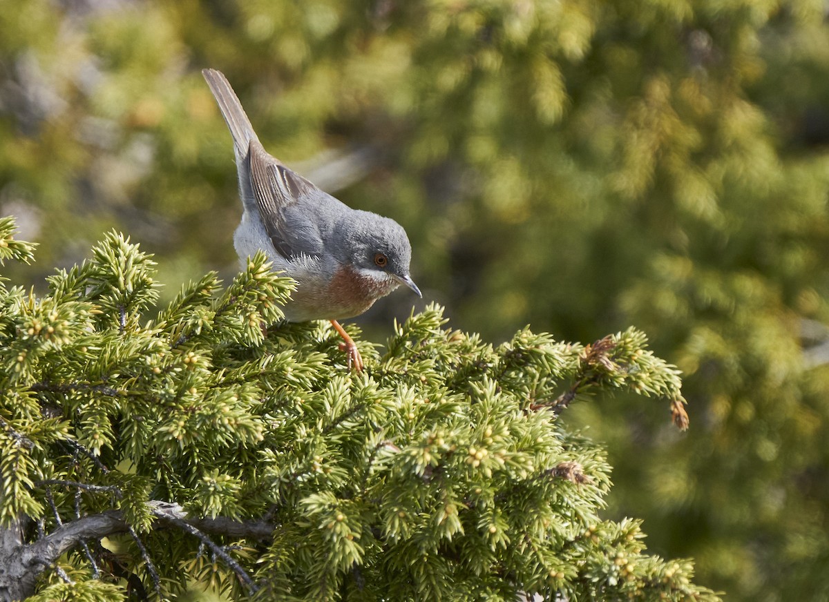 Western/Eastern Subalpine Warbler - ML233824401