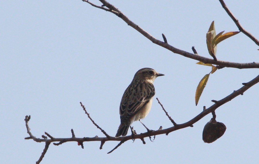 Whinchat - ML233824871