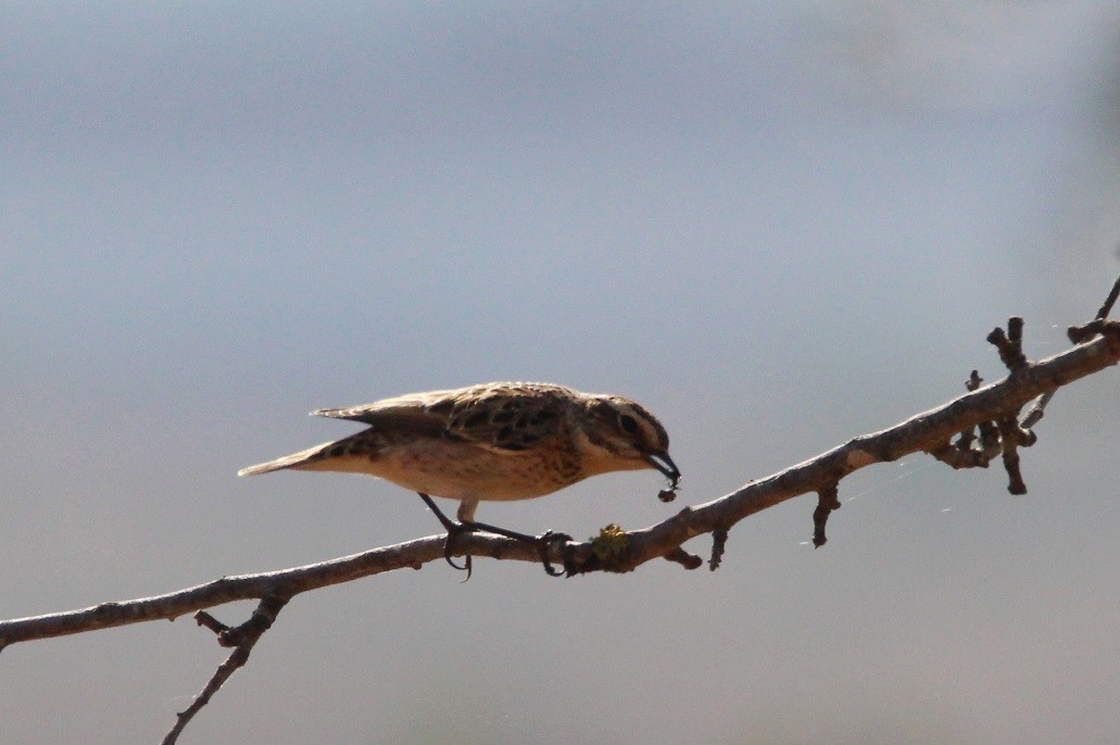 Whinchat - ML233824881