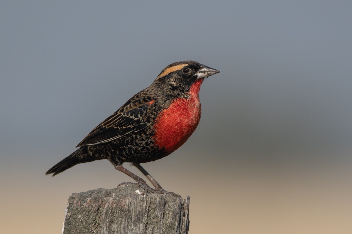 White-browed Meadowlark - ML233828921