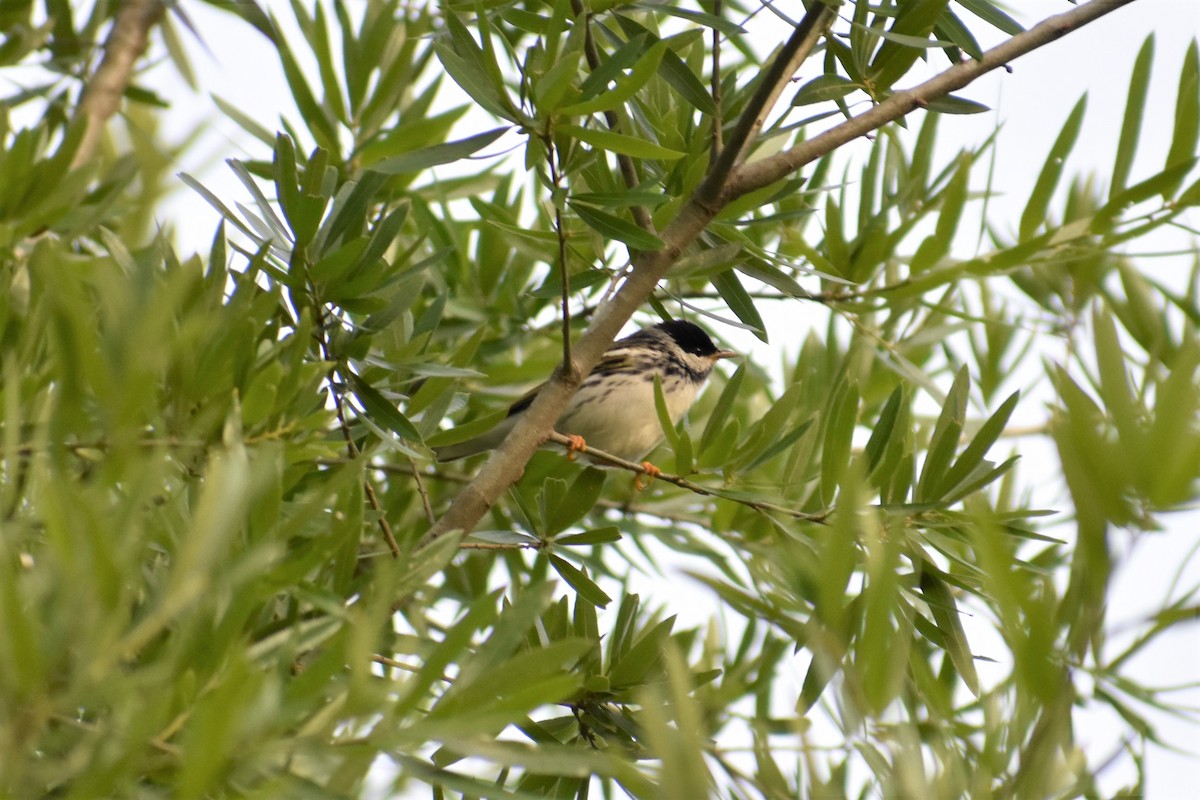 Blackpoll Warbler - Chip Davis